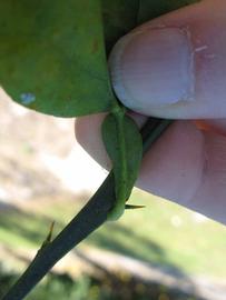              Petiole (Winter Haven, FL)       