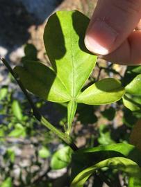              Trifoliolate leaf (Winter Haven, FL)       
