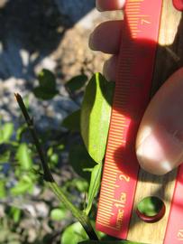              Unifoliolate leaf (Winter Haven, FL)       