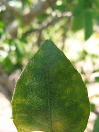              Margin (Winter Haven, FL)       