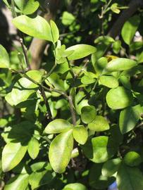            Sun leaves (Winter Haven, FL)   