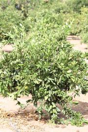            Habit (Riverside, CA)   