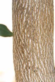            Bark (Riverside, CA)   