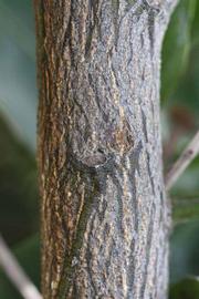              Second - third year twig (Riverside, CA)       