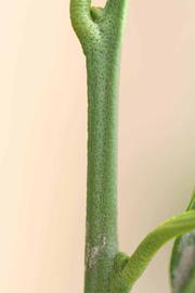            First year twig (Riverside, CA)   