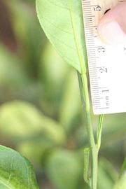              Petiole (Riverside, CA)       