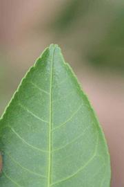              Margin (Riverside, CA)       