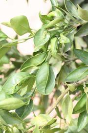              Sun leaves (Riverside, CA)       