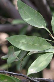              Shade leaves (Riverside, CA)       