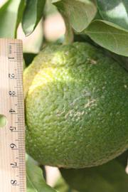            Immature fruit (Riverside, CA)   