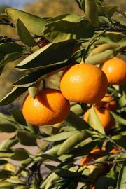              Fruit (Riverside, CA)       