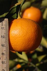              Fruit (Riverside, CA)       