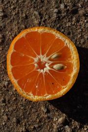              Fruit cross-section (Riverside, CA)       