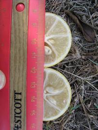              Fruit cross-section (Winter Haven, FL)       