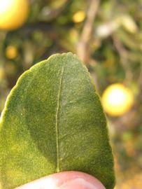              Margin (Winter Haven, FL)       