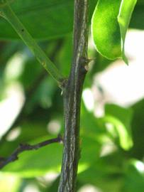              Second - third year twig (Winter Haven, FL)       