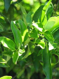              Sun leaves (Winter Haven, FL)       