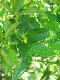              Shade leaves (Winter Haven, FL)       