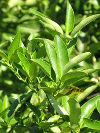              Sun leaves (Winter Haven, FL)       