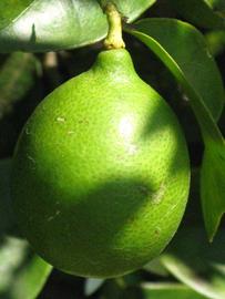             Fruit (Winter Haven, FL)   