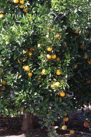            Habit (Riverside, CA)   