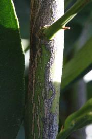              Second - third year twig (Riverside, CA)       