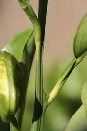              First year twig (Riverside, CA)       