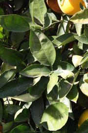            Sun leaves (Riverside, CA)   