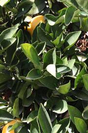            Sun leaves (Riverside, CA)   