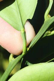               Petiole (Riverside, CA)       