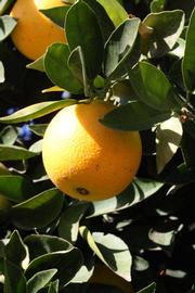              Fruit (Riverside, CA)       