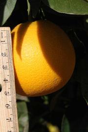              Fruit (Riverside, CA)       