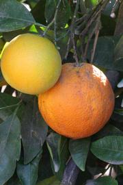              Fruit (Riverside, CA)       