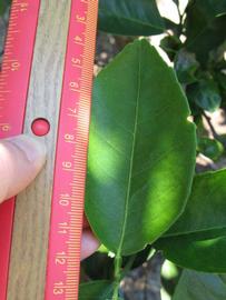              Unifoliolate leaf (Winter Haven, FL)       
