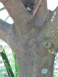            Bark (Winter Haven, FL)      