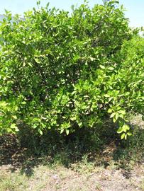            Habit (Winter Haven, FL)   