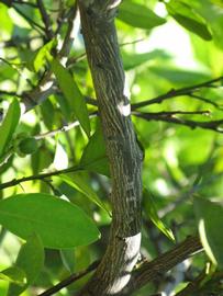              Second - third year twig (Winter Haven, FL)       