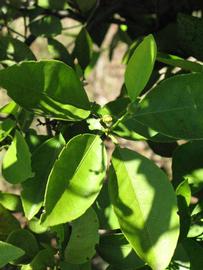              Shade leaves (Winter Haven, FL)       