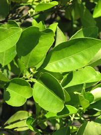              Sun leaves (Winter Haven, FL)       