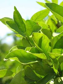              Sun leaves (Winter Haven, FL)       