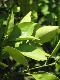              Sun leaves (Winter Haven, FL)       