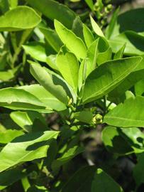              Sun leaves (Winter Haven, FL)       