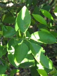              Shade leaves (Winter Haven, FL)       