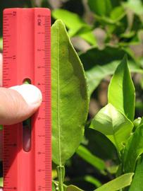              Unifoliolate leaf (Winter Haven, FL)       