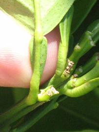              Petiole (Winter Haven, FL)       