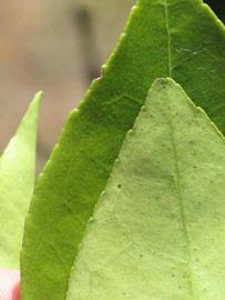              Margin (Winter Haven, FL)       