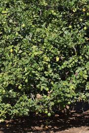            Habit (Riverside, CA)   