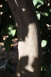            Bark (Riverside, CA)   
