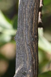              Second - third year twig (Riverside, CA)       