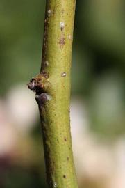            First year twig (Riverside, CA)   